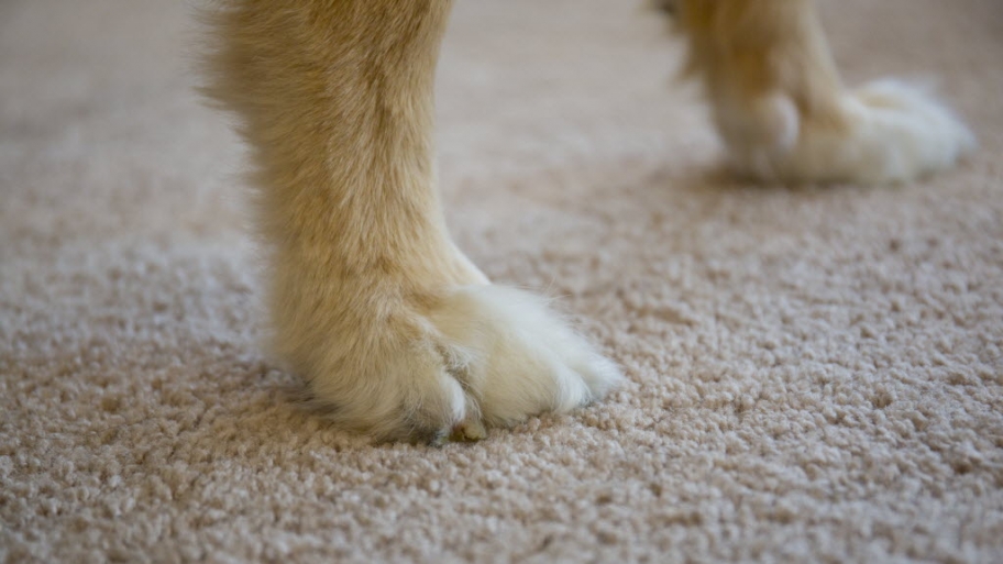 Dog paws on carpet